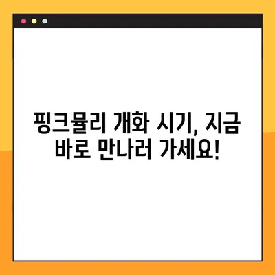 핑크뮬리 만개 시기 & 전국 명소 추천 | 가을 감성 가득한 여행지 찾기 | 핑크뮬리 개화, 핑크뮬리 명소, 가을 여행, 가을 축제